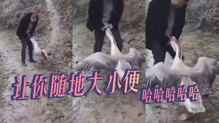 让你随地大小便哈哈哈哈哈.封面
